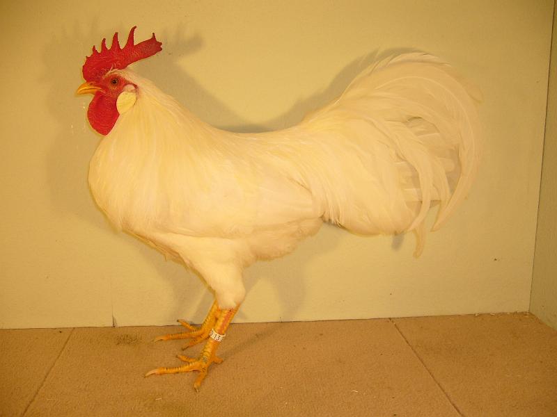 Munster 2009 238.jpg - Zwerg Leghorn weiss Wilhelm Rohlfing